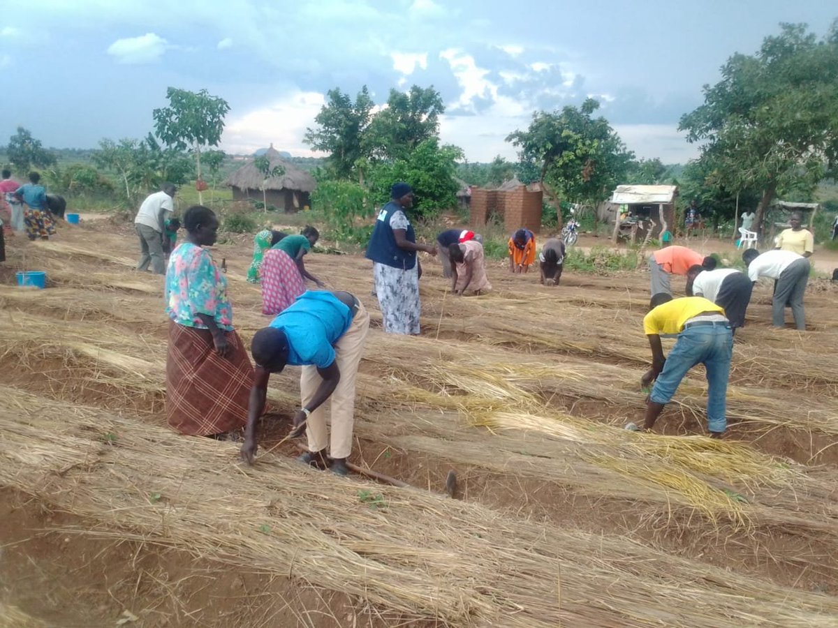 hard_uganda's tweet photo. 🌱 GREEN HARVESTS & RESILIENT HOMES | From Seeds to Sustainable Harvests

Update from the field! 🌿

Participants in our GREEN HARVESTS & RESILIENT HOMES Project have successfully transplanted tomatoes, eggplants, and Sukuma wiki (kale) turning their training, effort, and commitment into practical action.

This is more than farming. It is about strengthening household resilience, improving food security, promoting sustainable livelihoods, and creating pathways for families to become more self-reliant.

We are grateful to @IKEA , through @WeAreCohere_Org , for the generous support that is enabling communities to strengthen their resilience and build more sustainable homes and livelihoods.

🌱 Growing food. Building resilience. Strengthening communities.

#GreenHarvests #ResilientHomes #FoodSecurity #ClimateResilience #SustainableLivelihoods #CommunityDevelopment #IKEA #COHERE #HARDUganda #RefugeeLedDevelopment