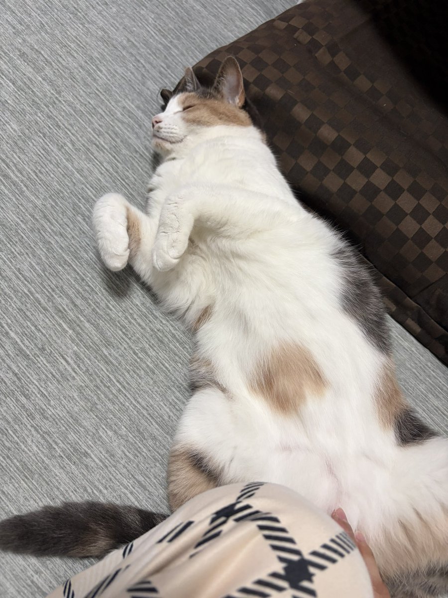 youtu0121's tweet photo. お腹を撫でて欲しくて寄ってくる猫 https://t.co/anFHkcITiz