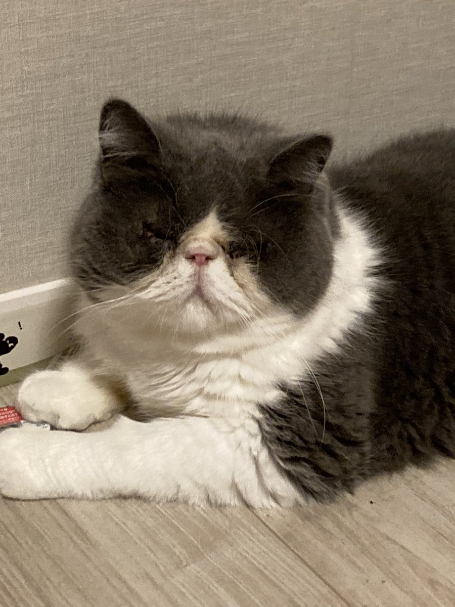 misiasilver's tweet photo. #世界猫の日 

小さくて可愛いー子♡はだれだニャン

今じゃ💦この貫禄w 9月で5歳です♪

世の中の猫ちゃんたちが 幸せでありますように- ̗̀ ( ˶'ᵕ'˶) ̖́- https://t.co/eDXyCBQvNj