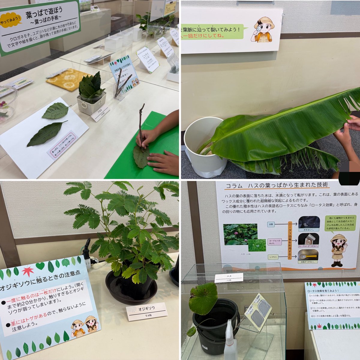 heart_jinro's tweet photo. 【田舎の博物館・科学館のススメ】
格安（ときどき無料）！空いていて広く、ゆったり見られる！！眺めるだけでなく、五感を使って自ら体験できるものが多くて、子も興味津々！！！
地域性や展示法の工夫に特色が出るし、学芸員さんに質問したら相当じっくり面白い話を聞かせてくれて、私も楽しかった👏 https://t.co/cOHLU6jugb