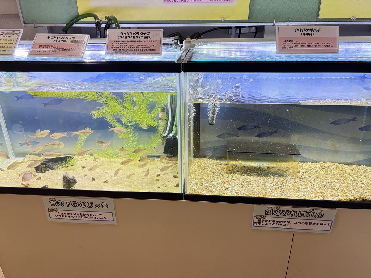 heart_jinro's tweet photo. 【田舎の博物館・科学館のススメ】
格安（ときどき無料）！空いていて広く、ゆったり見られる！！眺めるだけでなく、五感を使って自ら体験できるものが多くて、子も興味津々！！！
地域性や展示法の工夫に特色が出るし、学芸員さんに質問したら相当じっくり面白い話を聞かせてくれて、私も楽しかった👏 https://t.co/cOHLU6jugb