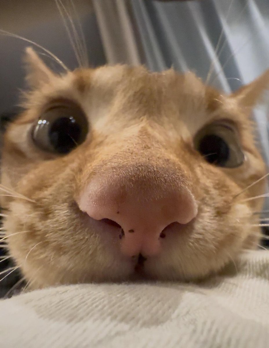 nocontextscats tweet picture