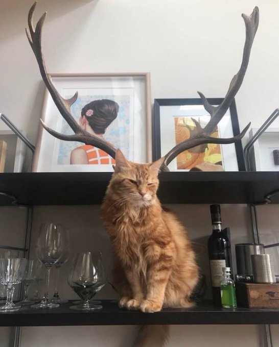 nekokolife's tweet photo. 神獣になってた家の猫見て https://t.co/YHQ1IWymdW