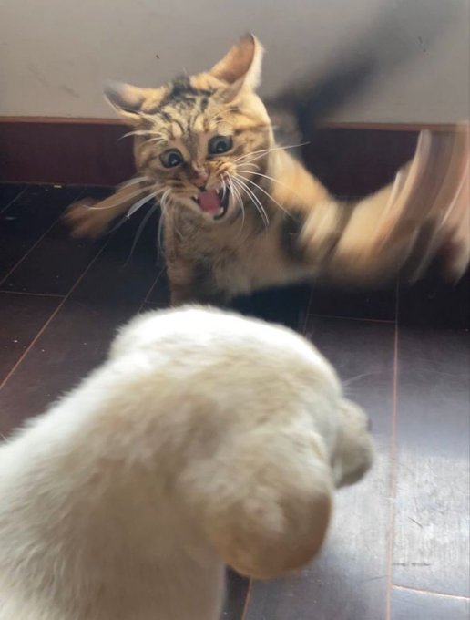 catislife2021's tweet photo. 鬼舞辻無惨！！！！！ https://t.co/7hrg91ELQD