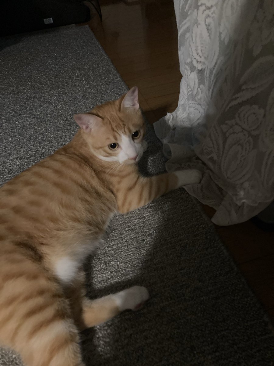 obusawa's tweet photo. 夜の毛玉
カメラ向けたらものすごい勢いで目をまん丸にされて謎の罪悪感を感じつつ激写📸
初めて進呈した貝柱の干物がお気に召したのかすごい食いつきだった…おやつ入れの棚の前に陣取って動こうとしない
駄犬の時もだったが我が家の動物は匂いが強い食い物への執着がすごい https://t.co/0eFo1QyzIE