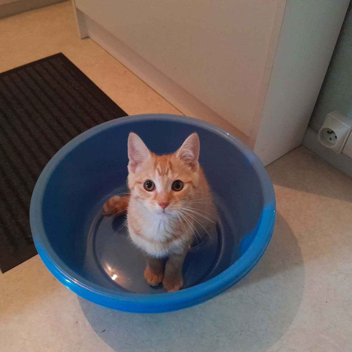 bereng632's tweet photo. Journée Internationale du chat 🐈 https://t.co/Pq8uy9NZWK