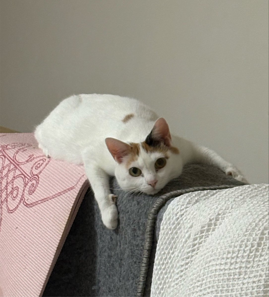 kaedet123's tweet photo. 花火を見ている私を見てるニャンズ🐈🐈‍⬛ https://t.co/kesYDcrFdC