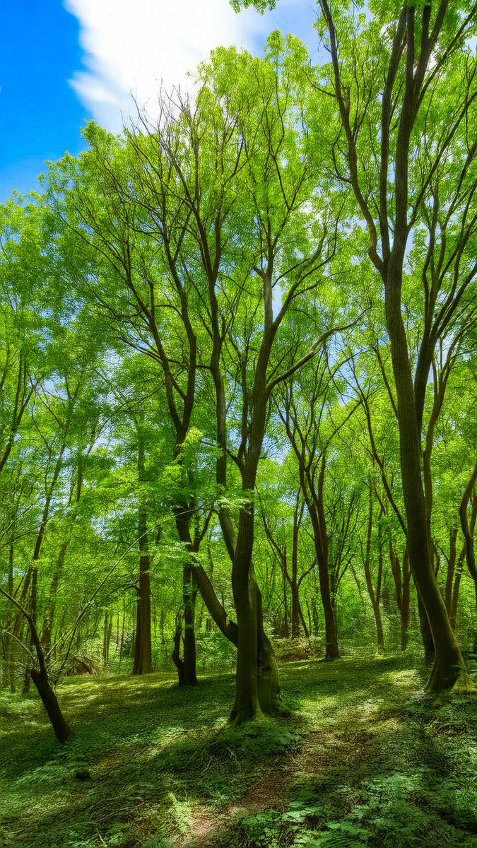 Chungikzz's tweet photo. Just finished a morning hike in the forest! Fresh air, bird calls, and amazing tree views—perfect start to the weekend. https://t.co/2WvNyw8VR5