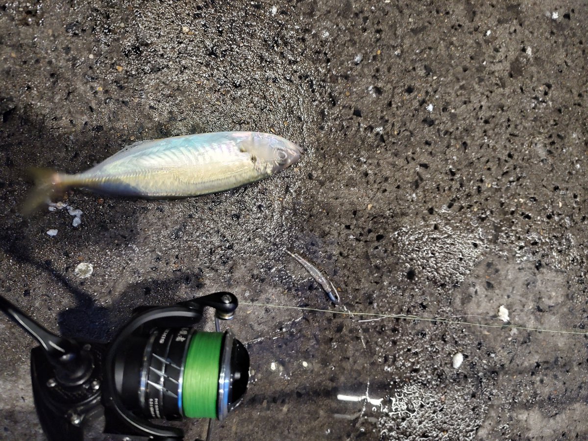 Oldclem1919's tweet photo. It's a hard day, but find a bream as final catching
#lightgame
#アジング
#オーストラリアアジング https://t.co/ceJOnFnc1x