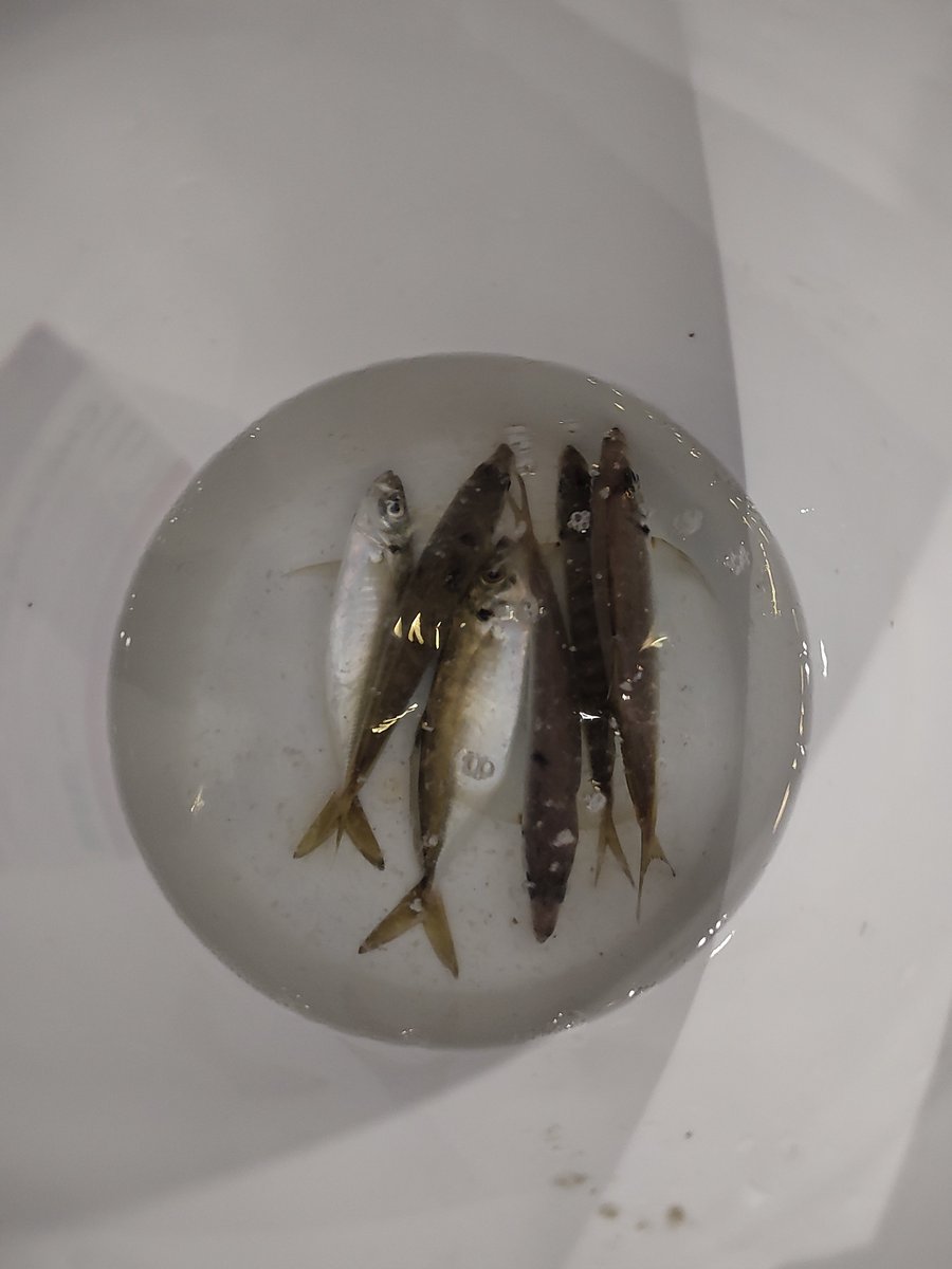 Oldclem1919's tweet photo. It's a hard day, but find a bream as final catching
#lightgame
#アジング
#オーストラリアアジング https://t.co/ceJOnFnc1x