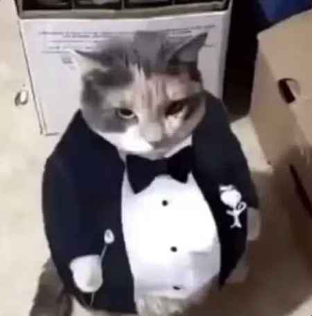 SeaChefJerry1's tweet photo. I am going to CTO $PUSSY

Its cat day but this is literally the cat version of NEET

We are ProfoundUniqueSexySuaveYoungmen

CA: ProfoundUniqueSexySuaveYoungmen https://t.co/sHgKZnH7q1