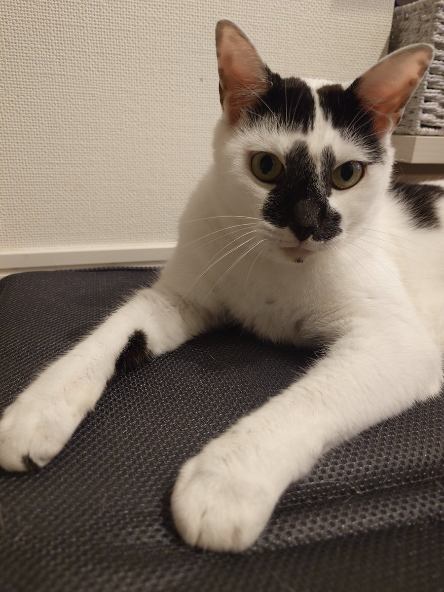 gawanekko's tweet photo. 猫の日. Cats day. https://t.co/EK4SQGQD48