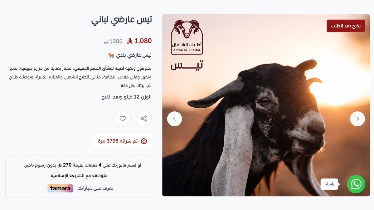 atyb_alshmal's tweet photo. 🐐 تيس عارضي بلدي
اختاره أكثر من 3,795 عميل.
الآن بسعر 1,080 ريال بدل 1,280 ريال، ويُذبح بعد الطلب ويصلك طازجًا حتى باب بيتك.