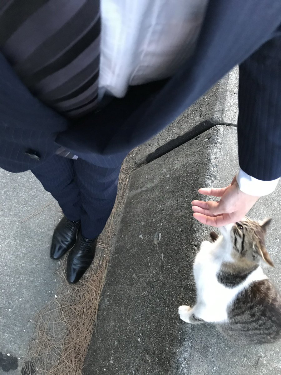 t_sounosuke's tweet photo. 嗅いで、舐めて、食べられると判断されたご様子🐈

#世界猫の日 https://t.co/u0FIPtCxoZ