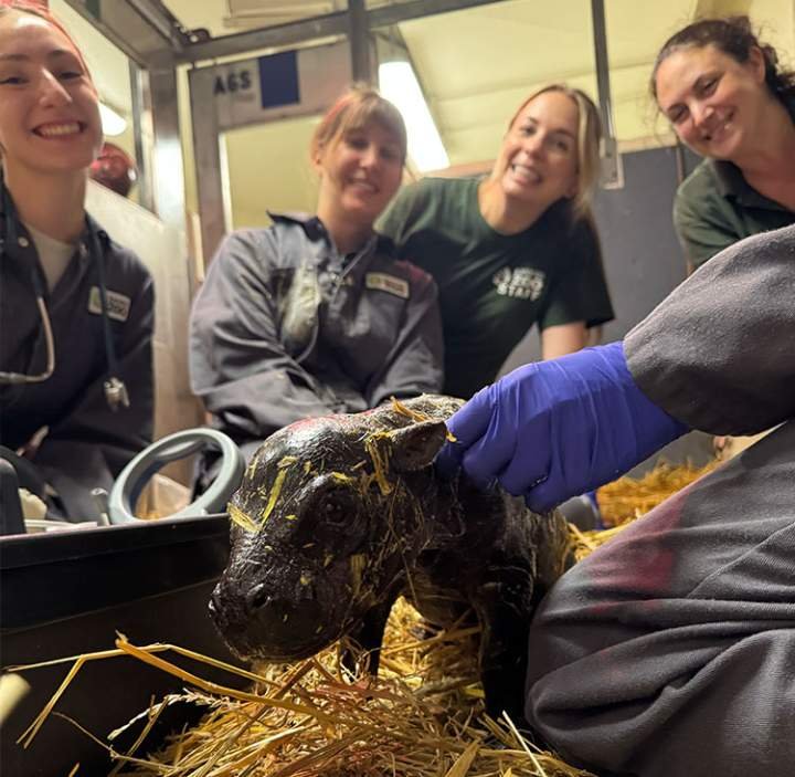 TinyTankSOL's tweet photo. @TheTorontoZoo Am I cute? 🦛🤎 https://t.co/iBDBg6JDg3