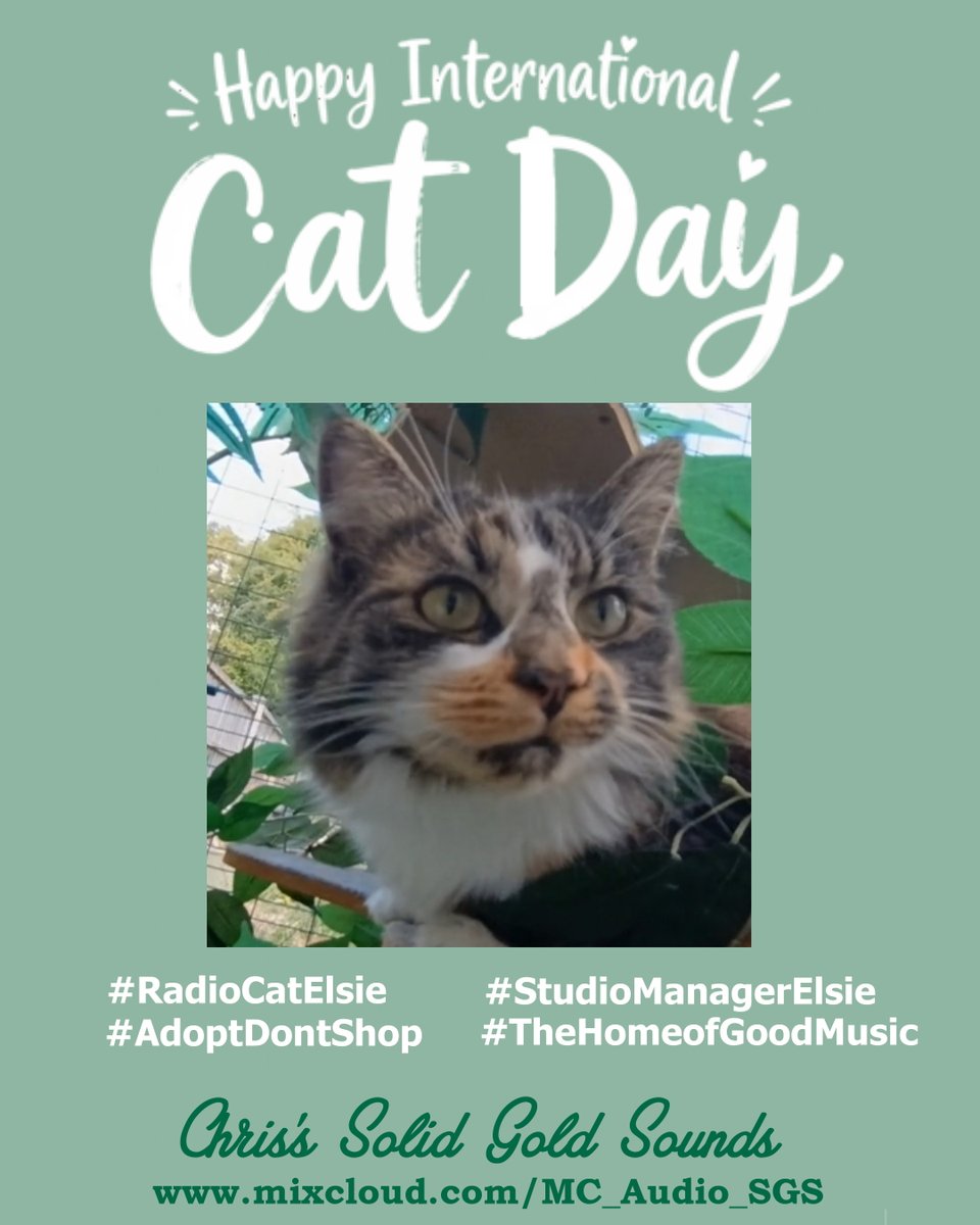 solidgold247's tweet photo. A Happy #InternationalCatDay 😸🏆🥂🐾
to my fellow fluffs and their hoomans

From #RadioCatElsie    #StudioManagerElsie

#CaturdayCuties #Adopt_A_BlackandWhite_Cat #ShropshireCatRescue
#CelebrateCats #TuxiliciousTuxys #MeowMagic https://t.co/OSgwKOLWM6