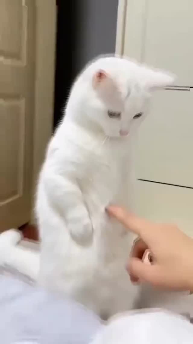 cutecatsinhome's tweet photo. If your motivation depends on the things of this world, it will fade with the things of this world. But when your motivation is rooted in eternity, you'll always have the strength to keep moving forward. https://t.co/PHKUyzPD6W