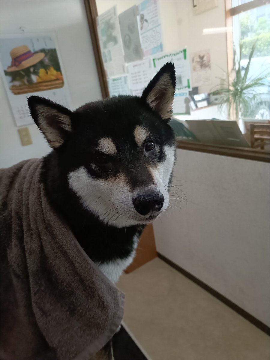 rumu_ta's tweet photo. わんちゃんの紹介🐶
柴犬の蓮くん(^^)

良い子にがんばってくれました(*^-^*)
肉球ケアもしていただきましたよ✨

またお待ちしてます('ω')ノ
＃トリミングサロン　＃柴犬　＃小田原市　＃南足柄市　＃ルムータ https://t.co/vfUYYGS175