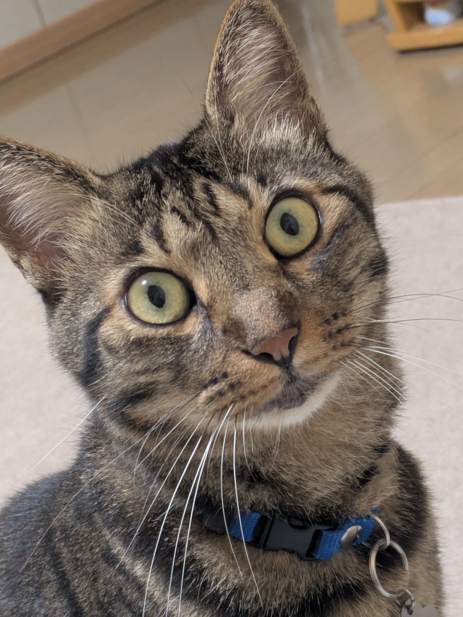 31aquablue's tweet photo. 世界中の猫に安全を…
世界中の猫が幸せでありますよう✨️🙏✨️

#猫
#ネコ
#猫好きさんとつながりたい 

#世界猫の日 https://t.co/Eb9aKXi582