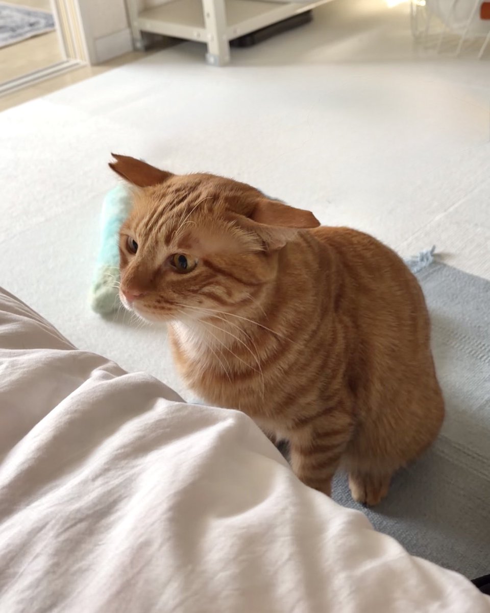 Azudoora's tweet photo. 集中してます

#茶トラ #保護猫 
#猫のいる暮らし https://t.co/9390ps7ZNx