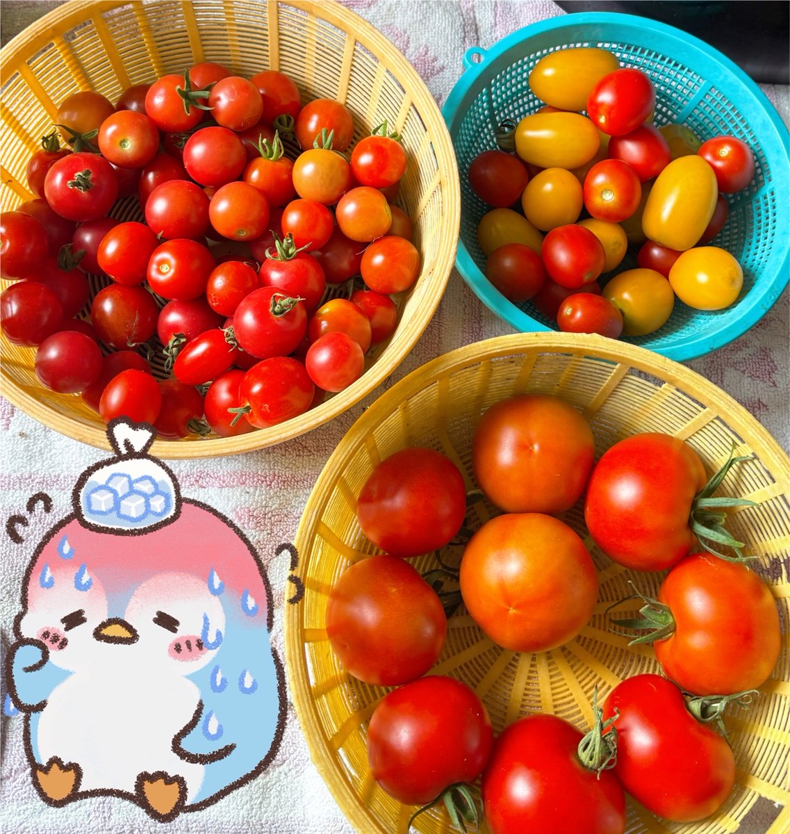 3caFv_kuma's tweet photo. 🍅おばあちゃんの朝採りトマト🍅
甘くて美味しかった✨
2日続けて35℃☀️
外はサウナのようでした🫠
 #山の暮らし #猛暑日 https://t.co/npgTy5Rvoh