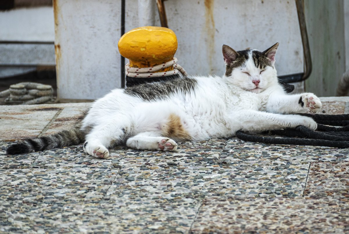 liliana_dorina's tweet photo. #8August #HappyInternationalCatDay  😼😸😻
Happy Weekend Friends ❤️ https://t.co/xDBm2up4ny