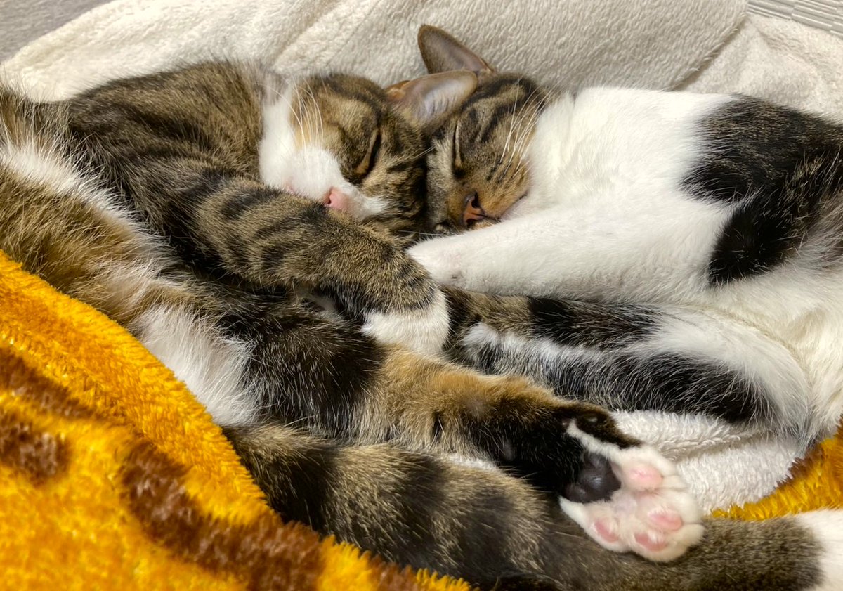 izuoaki's tweet photo. R8年8月8日　8歳
＃世界猫の日 https://t.co/3FkQwjak4q