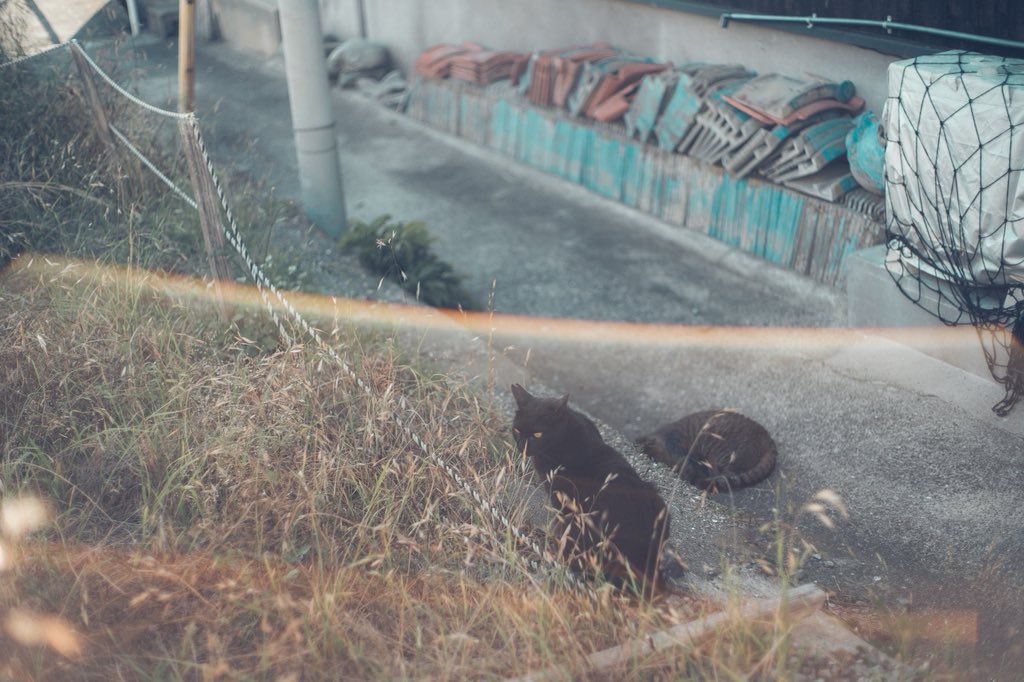 a_m_n_pic's tweet photo. #世界猫の日  らしい🐈🐾 https://t.co/TLJar8OZkb