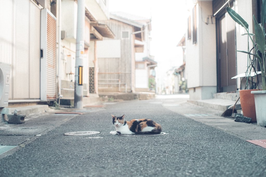 a_m_n_pic's tweet photo. #世界猫の日  らしい🐈🐾 https://t.co/TLJar8OZkb