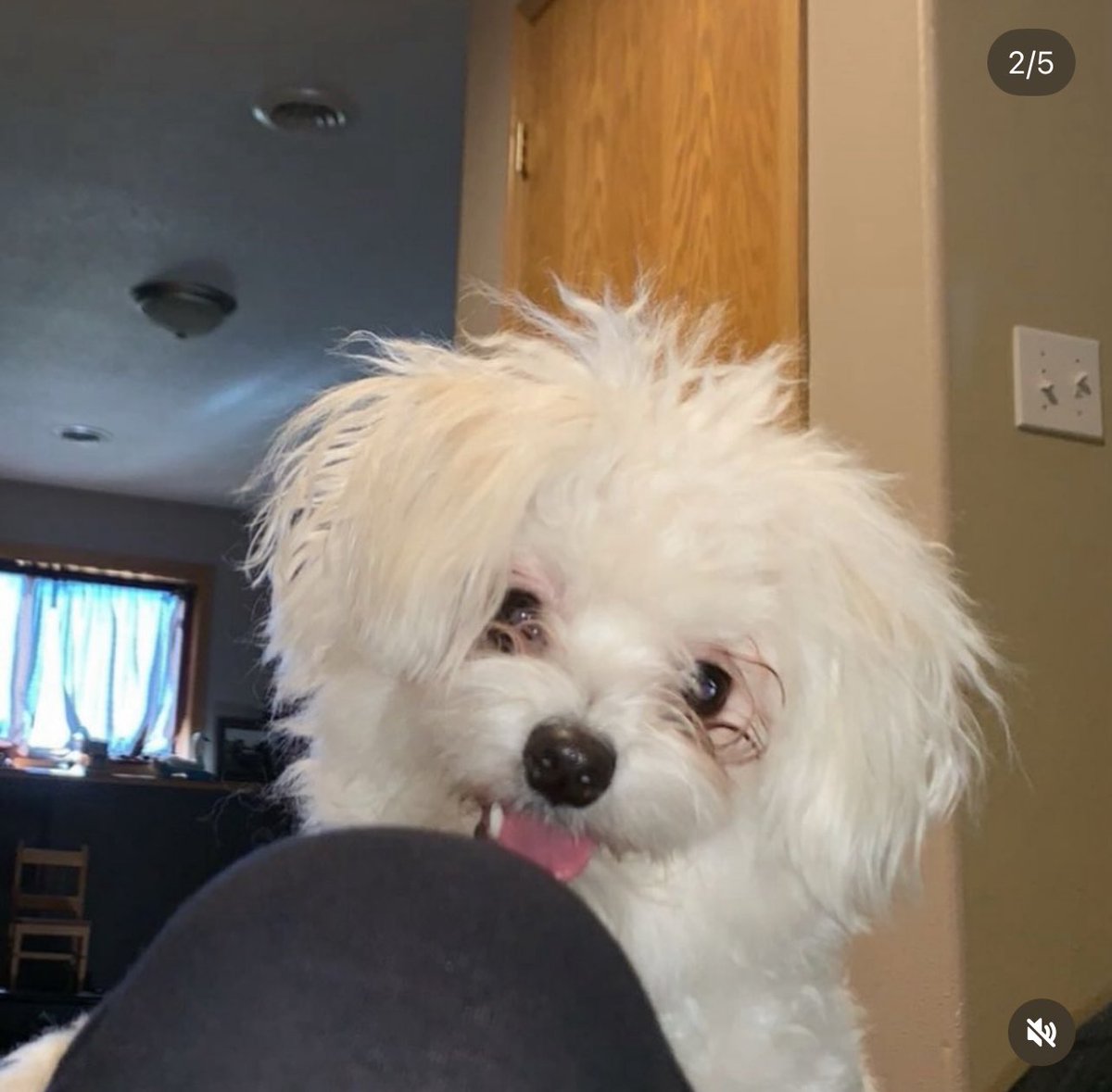 raidbullys's tweet photo. lost one of my best buds yesterday, life sucks. I love you Bear 🤍 https://t.co/3RhRJFAKRI
