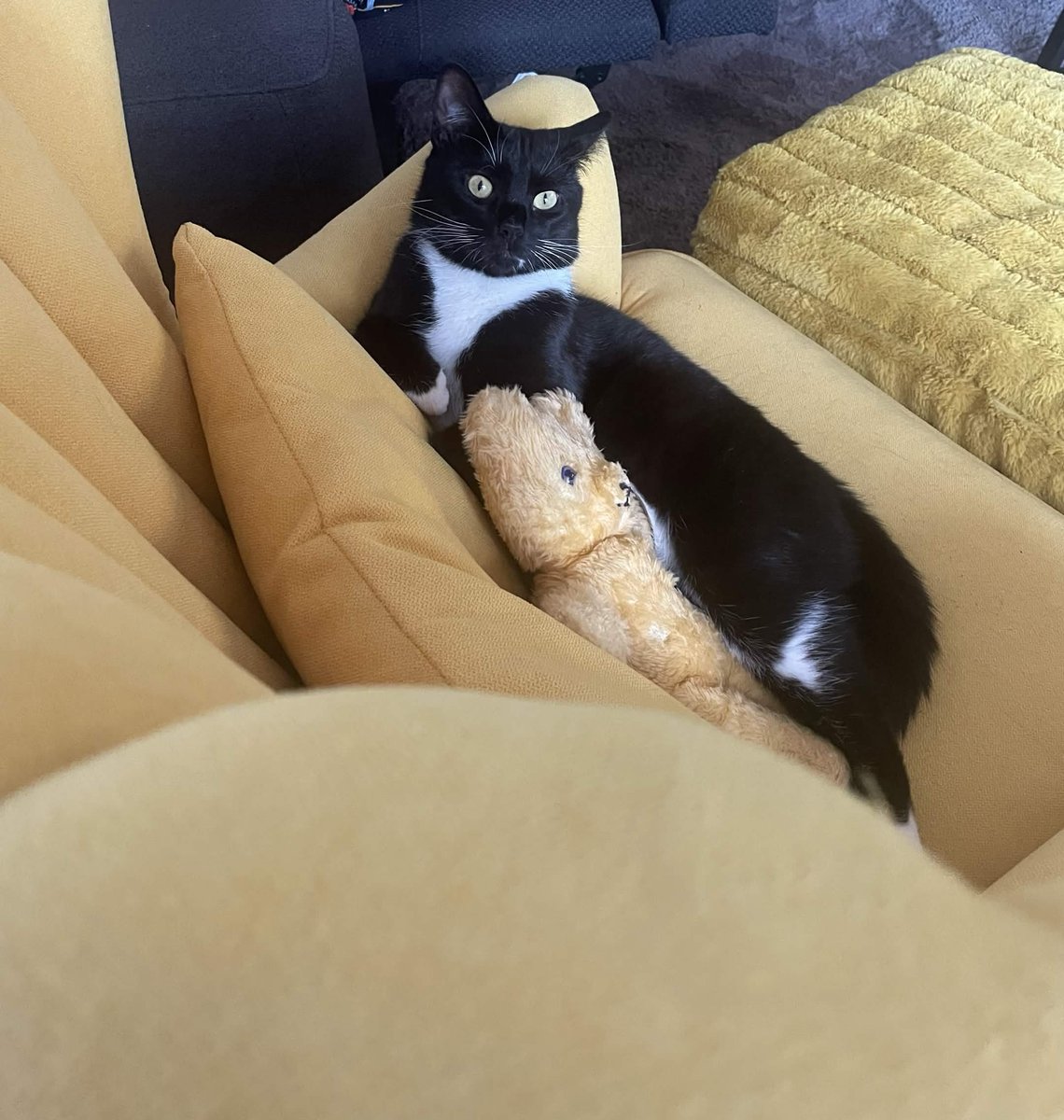 Axt_an's tweet photo. Happy #InternationalCatDay from @ InternationalCatDay on Roblox, changing my username for the 9th year running!

This year is special, as its the first of such celebrations with my own little fella, Bond! https://t.co/2iAwgvHgHM