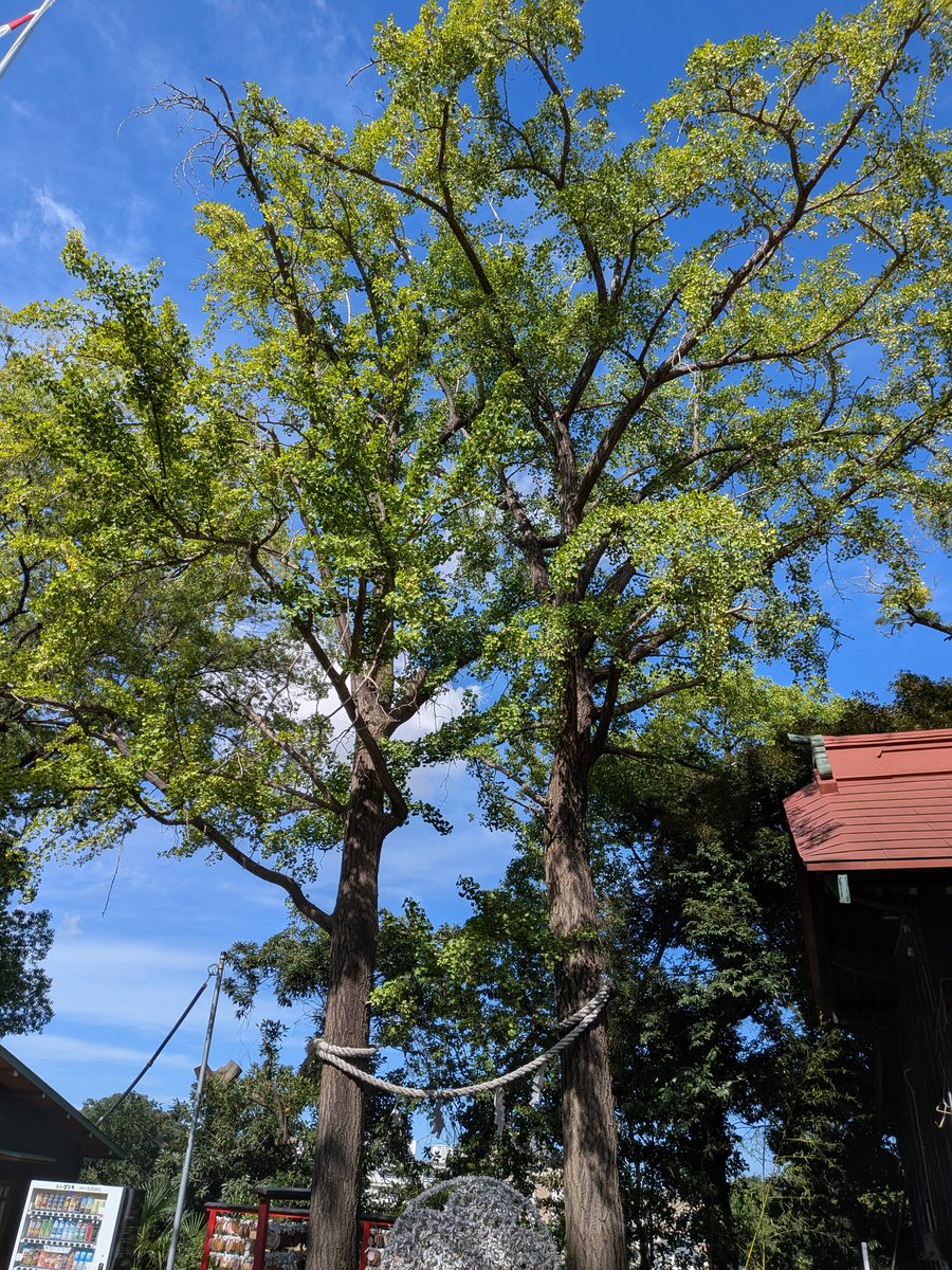 Tokiuku78's tweet photo. 🌺多摩川浅間神社⛩️
✨8年8月8日の御朱印 https://t.co/x4NgWgxxd5