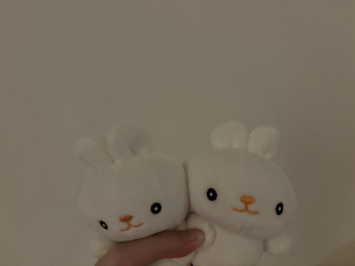 chanmauda's tweet photo. このふたりは我が家でむにょっちに次いでおかおに特徴があるおふたり https://t.co/RHNLIuW31b