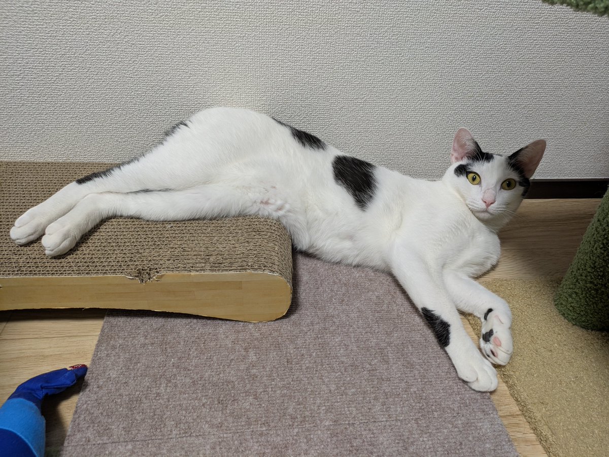 akemisawasaki's tweet photo. 今年もやってきました #世界猫の日 🐾
そして今月末にはボルト君の2歳のお誕生日が✨
何を貢ごうか今からワクワクなのであります。 https://t.co/mwcpHoSrCz