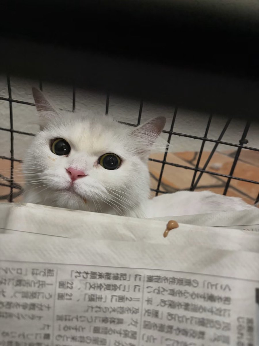 juso_sakuraneko's tweet photo. ミルクちゃんのこと

こんなに美しい子が
どうしてひとりぼっちで
彷徨っていたのでしょう‥🥲

とあるマンションの共用部分で
約3日間ひとりで過ごしていた、真っ白な女の子。

心配した住民の方が、ごはんとお水を与えながら見守り、懸命に飼い主さんを探してくださいました。

私が保護し警察へ正式に届け出ましたが、飼い主さんが現れないまま所定の公告期間が満了しました。

「ミルクちゃん」と名付けました🤍

猫を棄てる人は、
人として大切なものを
猫と一緒に棄てています。

どうか、猫を捨てないでください。

助けられる猫は、ほんの一部です。

ミルクちゃんは住民の方の優しさによって命が繋がりました。

今度こそ、ずっと一緒にいてくれる家族を探そうね✨

明日8/9（日）の譲渡会に参加します🌸
📍大阪市立淀川区民センター3階
🕜13:30〜16:00

#動物の遺棄は犯罪です
#大阪さくらねこの会