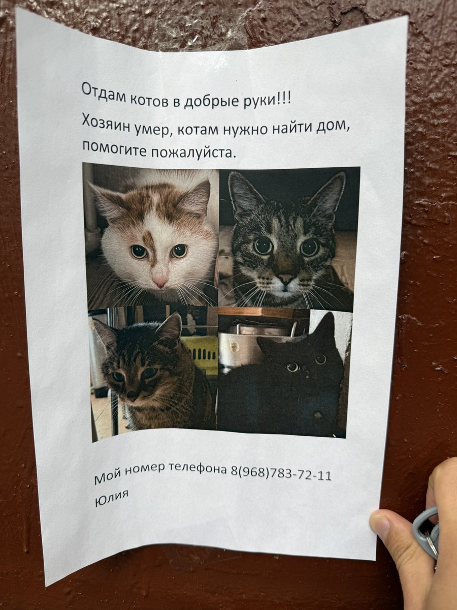fetirar's tweet photo. Друзья, вдруг кто-то захочет завести себе котика. Москва, СВАО https://t.co/V6IxTXxMV5