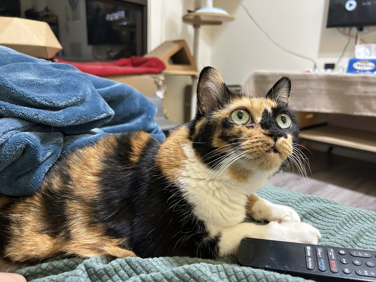 ritathereptile's tweet photo. #世界猫の日
#WorldCatDay
我ㄉ寶們 https://t.co/XxF9wFo62b
