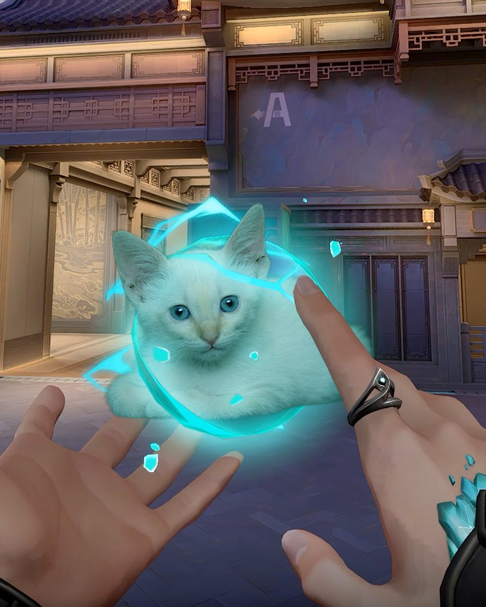 VALORANTukn's tweet photo. it's international cat day 🐱 which abilities should we do next? https://t.co/Q9H87npZuC
