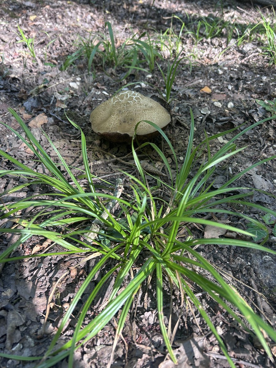 BONNIN1402's tweet photo. J’ai trouvé où @wallygatore07 faisait son bois 🪵 pour l’hiver 🔥 !
J’ai trouvé son coin à champignon 🍄🟫 et j’ai même retrouvé son coin qu’il a oublié en faisant tomber un chêne pour aider @SNCFReseau…
#pk98.6 https://t.co/DMZjPU5q2W