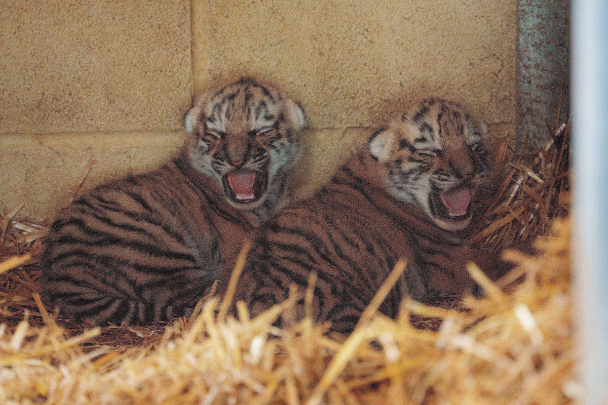 Longleat's tweet photo. The grrreatest little arrivals ❤️🐯
We're pleased to say that both mum and cubs are doing very well. https://t.co/5LM69N43HR