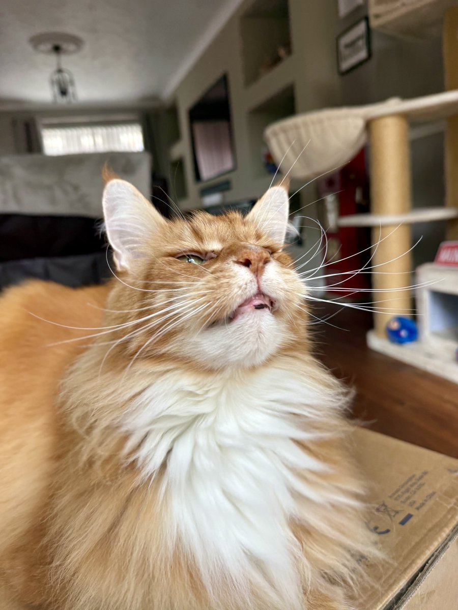 buddy_gizmo's tweet photo. The sun is out and Gizmo is having a great International Cat Day #Caturday! Look at the big beaming happy face!! 🧡🧡🦁🦁 #teamfloof #CatsofTwitter https://t.co/KNF6mYYYjj