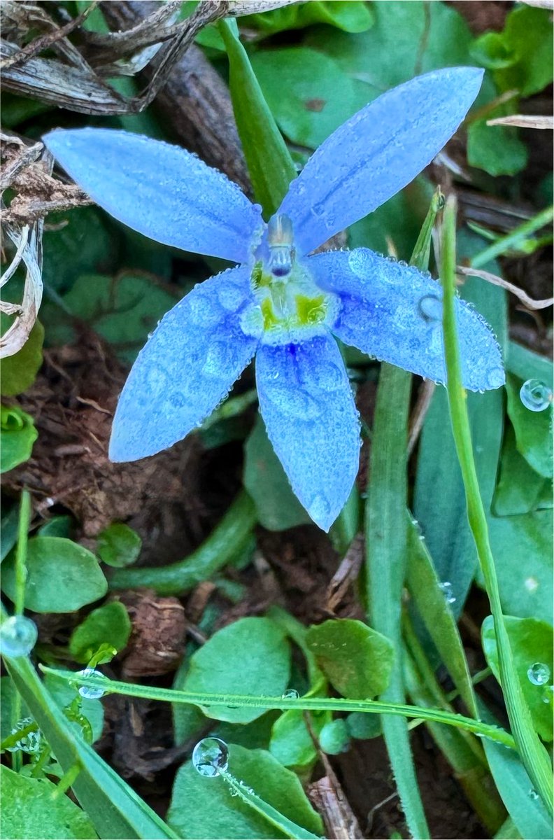 CliveFreeman83's tweet photo. Mountain Blues 💙 https://t.co/oFxALVhu2H