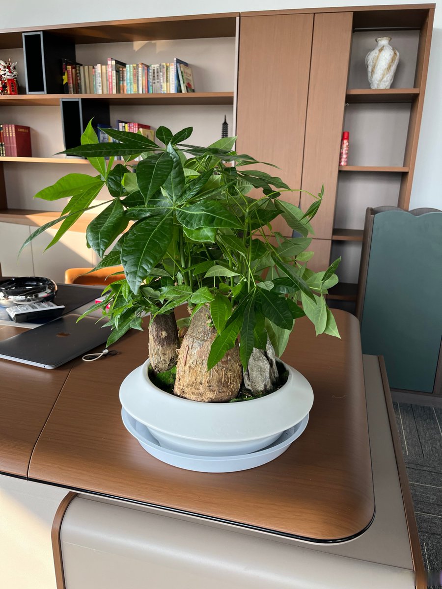 RoseRosekluy's tweet photo. Busy Tuesday wrapping up client project slides—great to have my desk plant keep me company all morning! https://t.co/enuLtolDSh