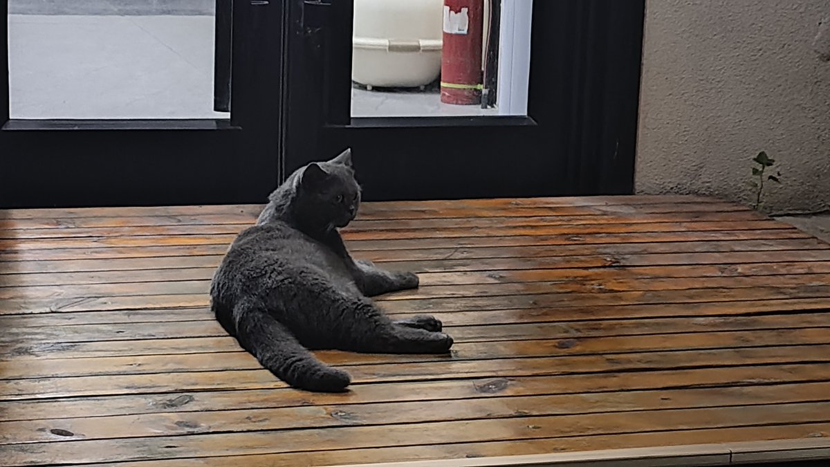 Tatsuhiro05's tweet photo. 8.8は世界猫の日です。
ここに、撮った自習室の黒猫があるよ
#猫の日 https://t.co/xjq0lEAzDX
