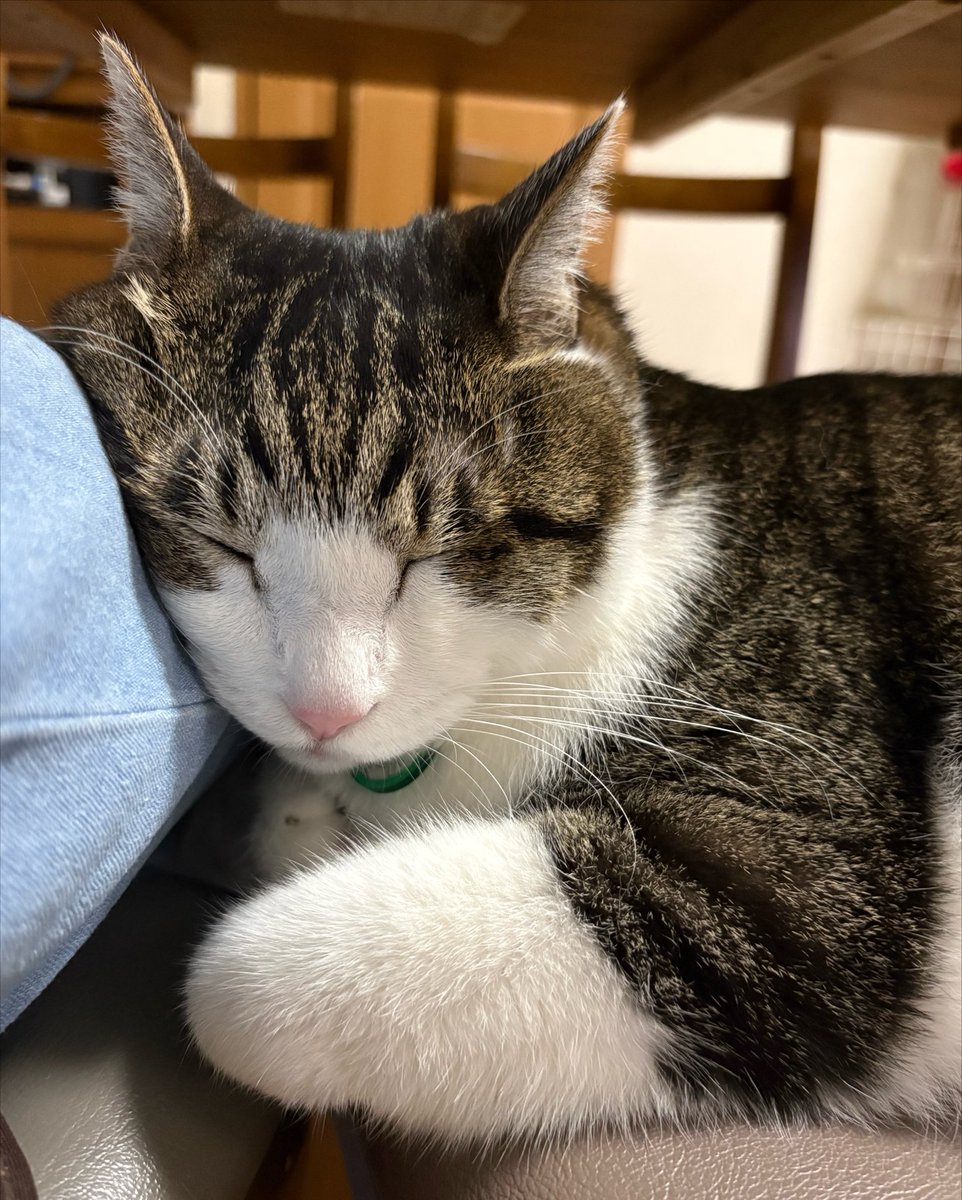 95Cs9's tweet photo. すやすや https://t.co/L4tGaWEJL5