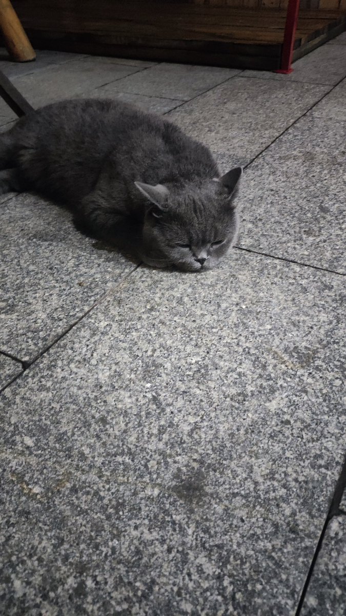 Tatsuhiro05's tweet photo. 8.8は世界猫の日です。
ここに、撮った自習室の黒猫があるよ
#猫の日 https://t.co/xjq0lEAzDX