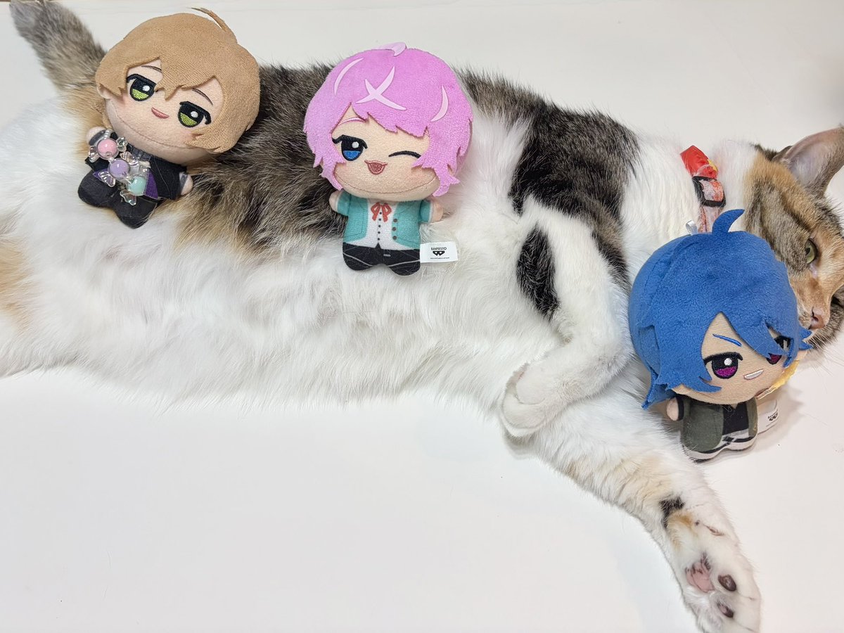 Wgn4kMg's tweet photo. 8月8日は世界猫の日おじゃ
なぜ8月8日なのかは諸説あるそうです

みんな幸せでありますように🐈💕🐈‍⬛🐾 https://t.co/mXNZlYH4QS