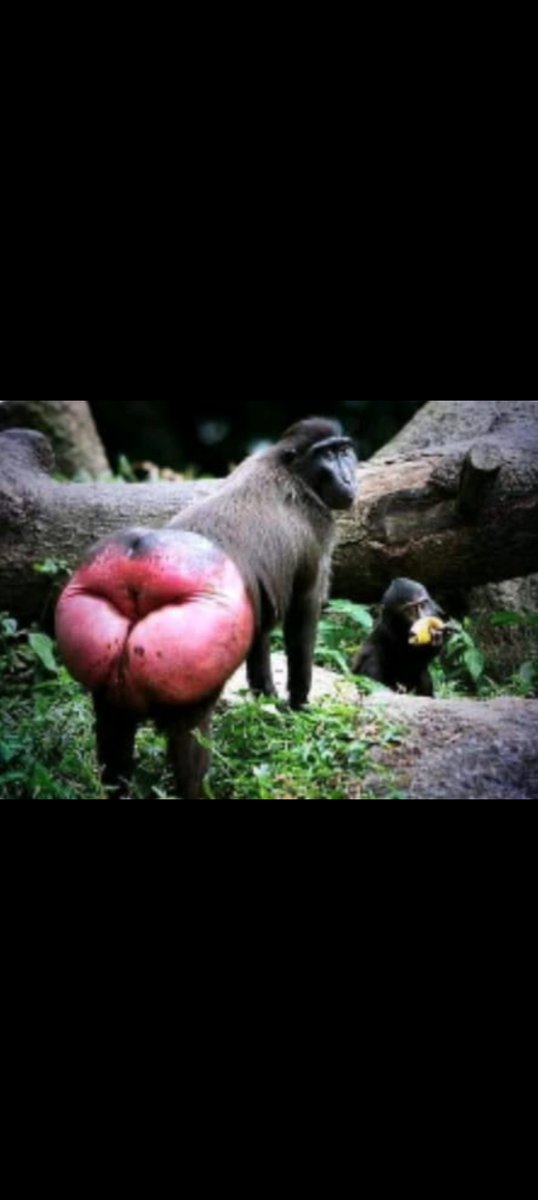 manuelmol1n4's tweet photo. @marcelcarrillog @RicardoBSalinas @LuisCardenasMx @MVSNoticias 🤣😂🤣🤣nmms hdtpm, estás más pendejo ke tu pta derechanga m@dre y la botarga juntas 😂🤣😂🤣😂🤣 https://t.co/6tFTyjsNR7
