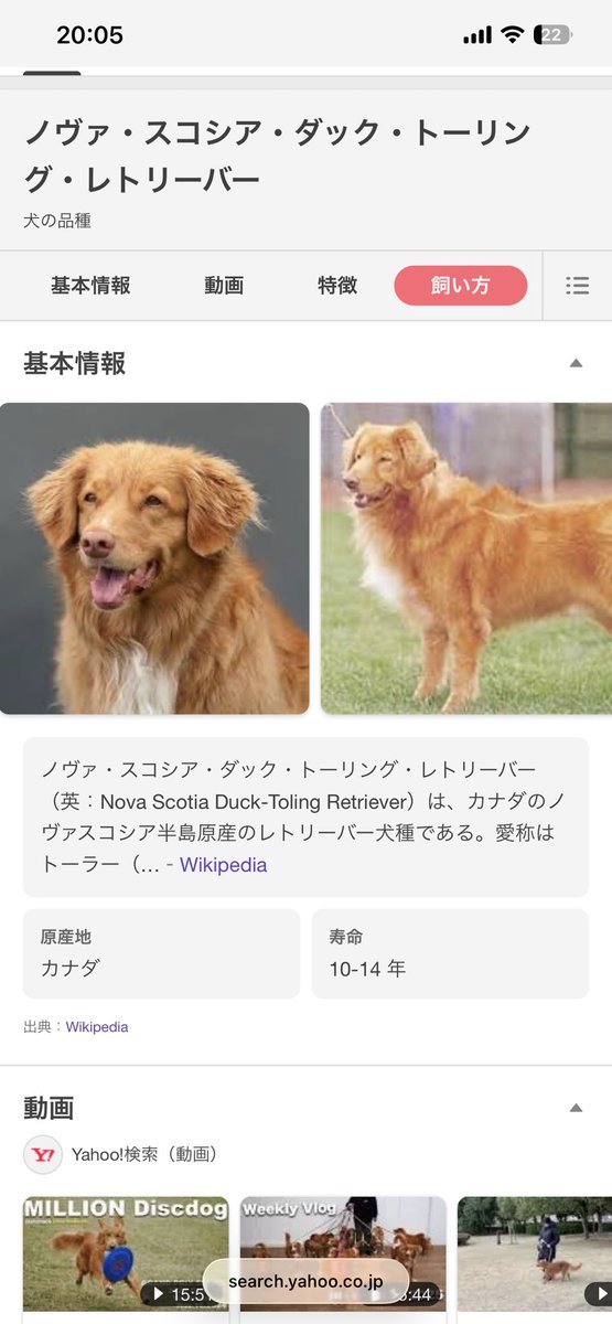 nacacoro's tweet photo. 諦めきれなくてレトリーバー系を調べていたら‼️‼️
独歩‼️あなたこの子じゃないの⁉️
ノヴァ・スコシア・ダック・トーリング・レトリーバー(愛称：トーラー)

初めて聞く子だけど特徴みたらどぽらしいところ沢山ある‼️
ひふみともレトリーバー同士でニコイチ感あるし…あなたトーラーね⁉️ https://t.co/hUQjorySN9