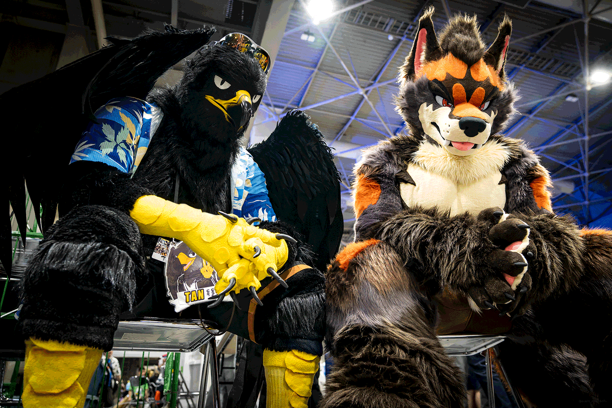 blacksea227's tweet photo. New 참개와 함께🦅🦊
#FursuitEveryday https://t.co/Tcm5mkLWQD